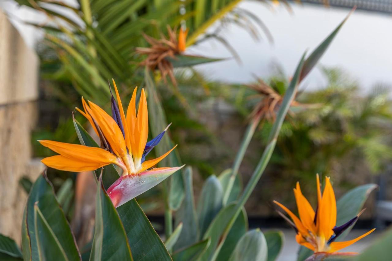 Medano4You The Strelitzia Terrace El Médano Buitenkant foto