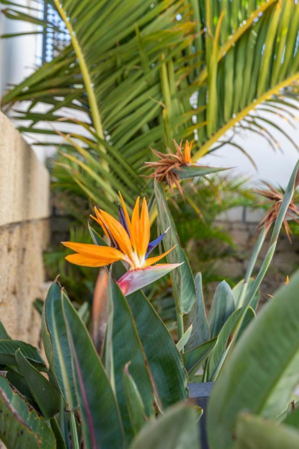 Medano4You The Strelitzia Terrace El Médano Buitenkant foto